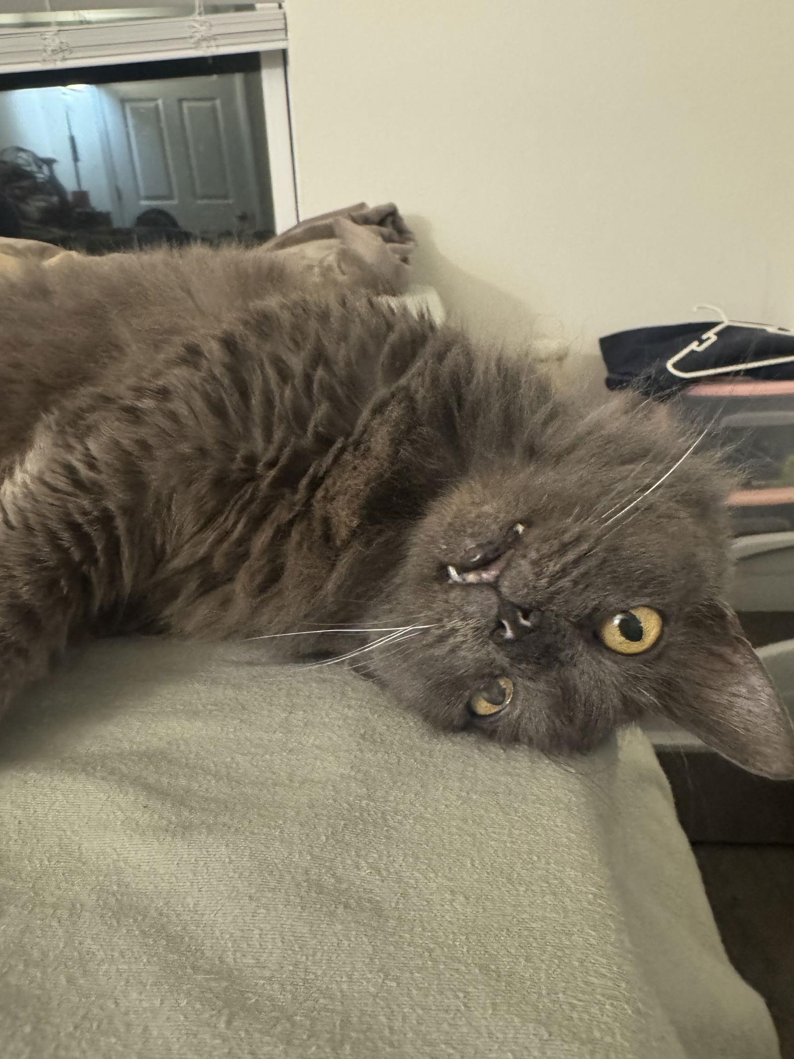 Enlarge Cici Sweetheart, a Adoptable Domestic Medium Hair in Satellite Beach, FL image 1/3