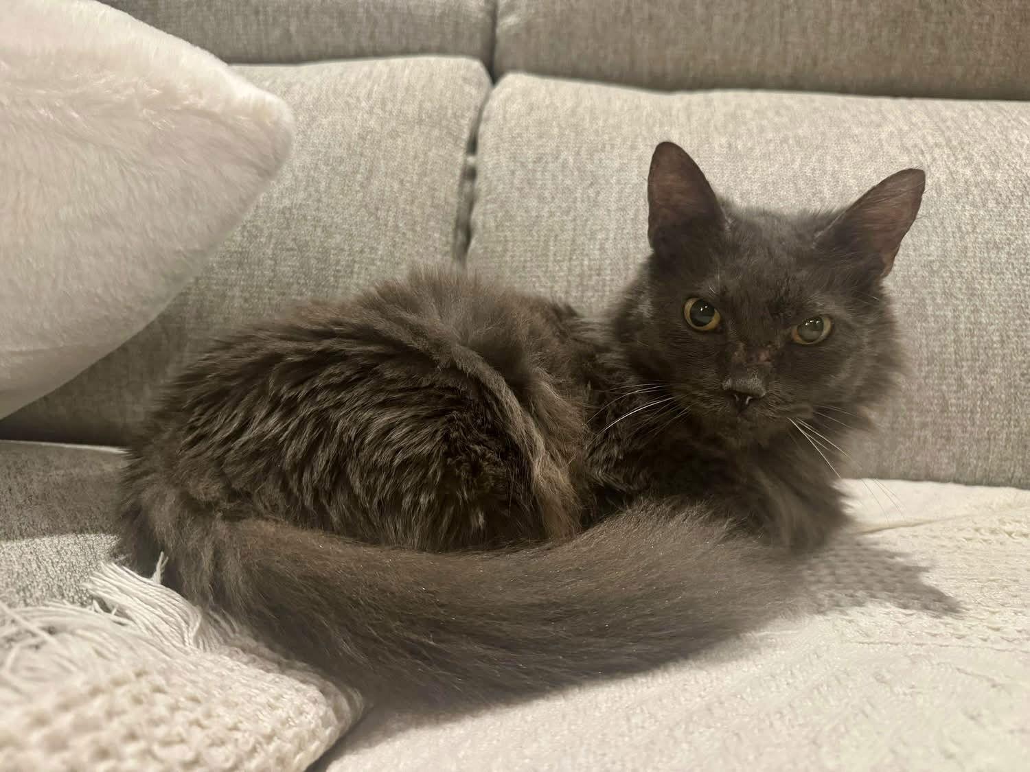 Enlarge Cici Sweetheart, a Adoptable Domestic Medium Hair in Satellite Beach, FL image 2/3