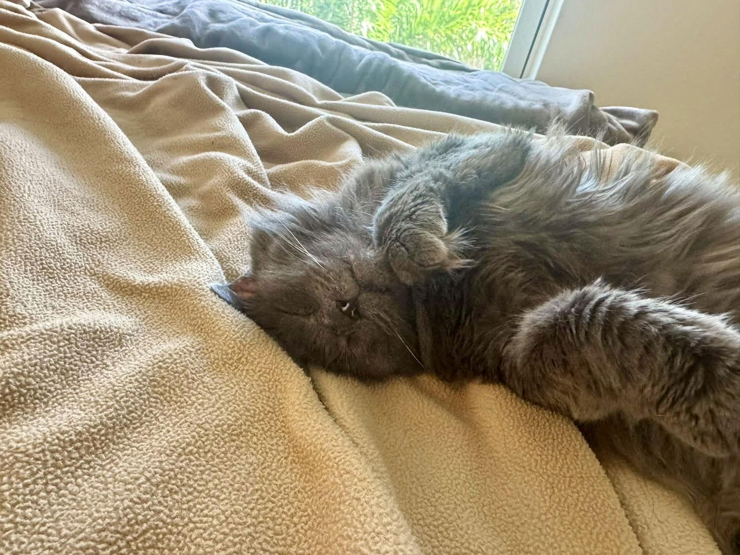 Enlarge Cici Sweetheart, a Adoptable Domestic Medium Hair in Satellite Beach, FL image 3/3