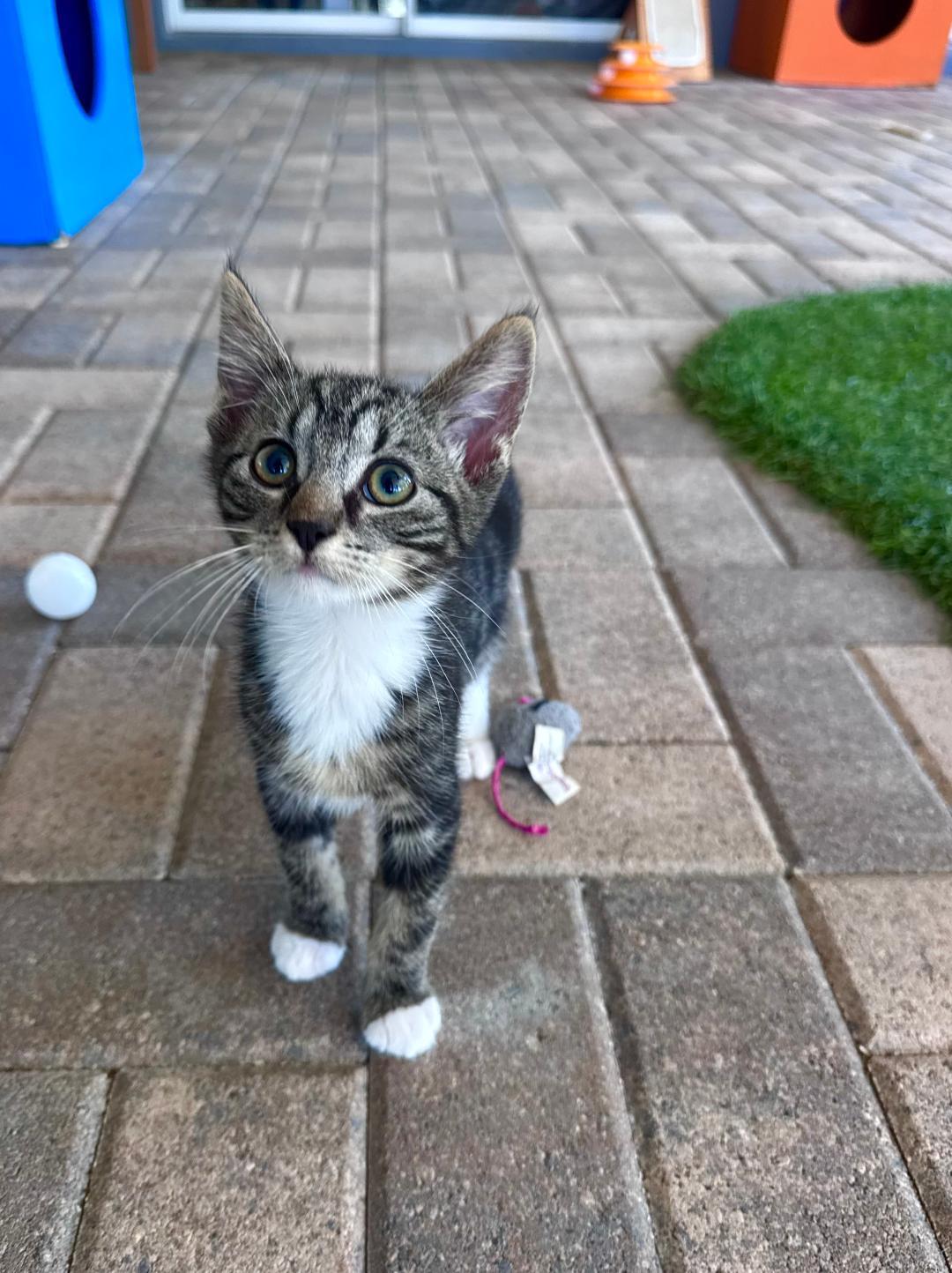 Relish, a ADOPTABLE Domestic Short Hair in Myakka City, FL image 2/2