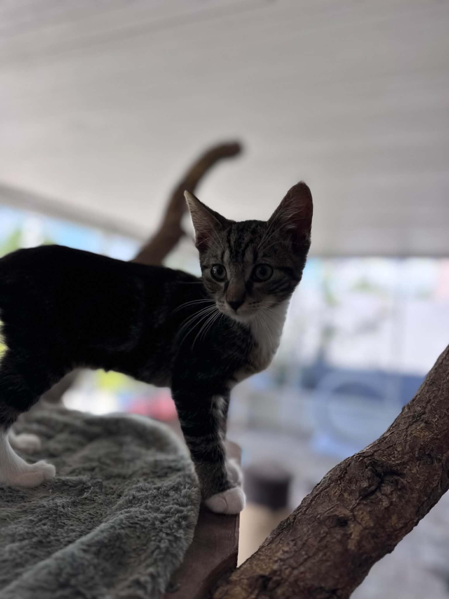 Relish, ADOPTABLE, Kitten Male Domestic Short Hair.