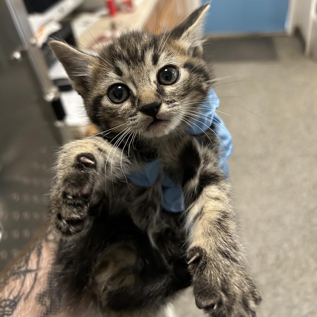 Jack o' Lantern — thumbnail 2