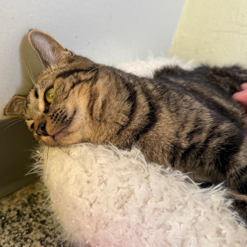 Jack o' Lantern — thumbnail 3