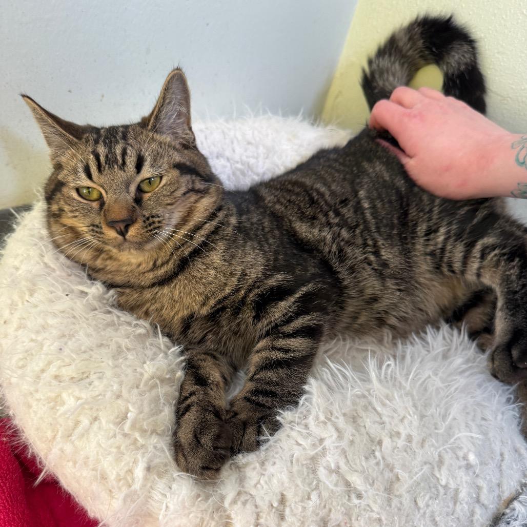 Jack o' Lantern — thumbnail 4