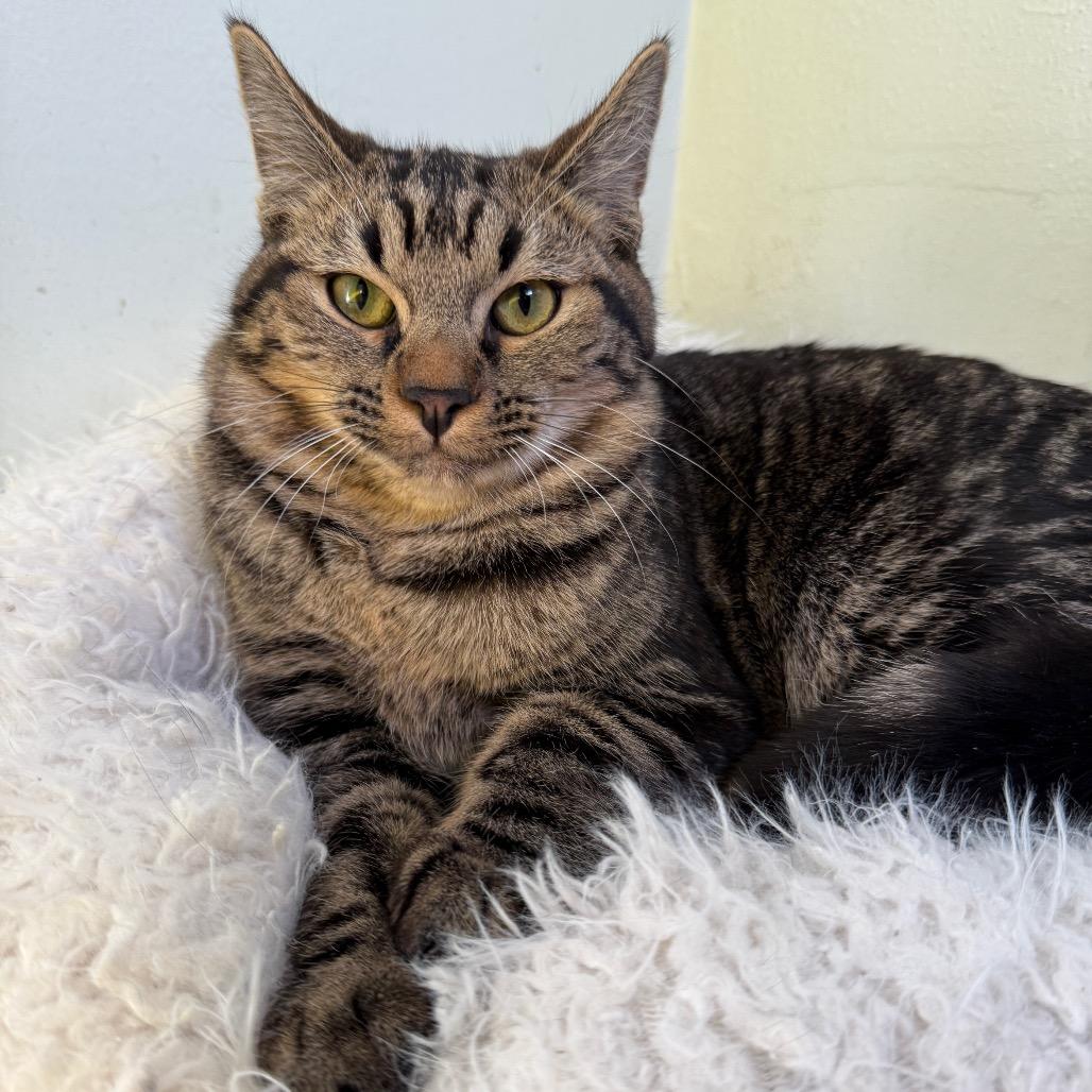 Jack o' Lantern — thumbnail 5