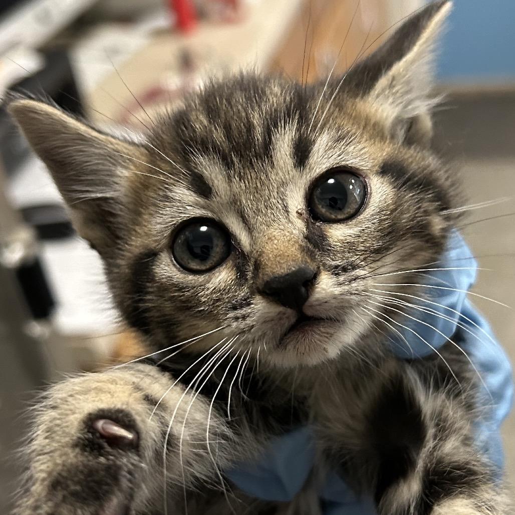 Jack o' Lantern — thumbnail 6