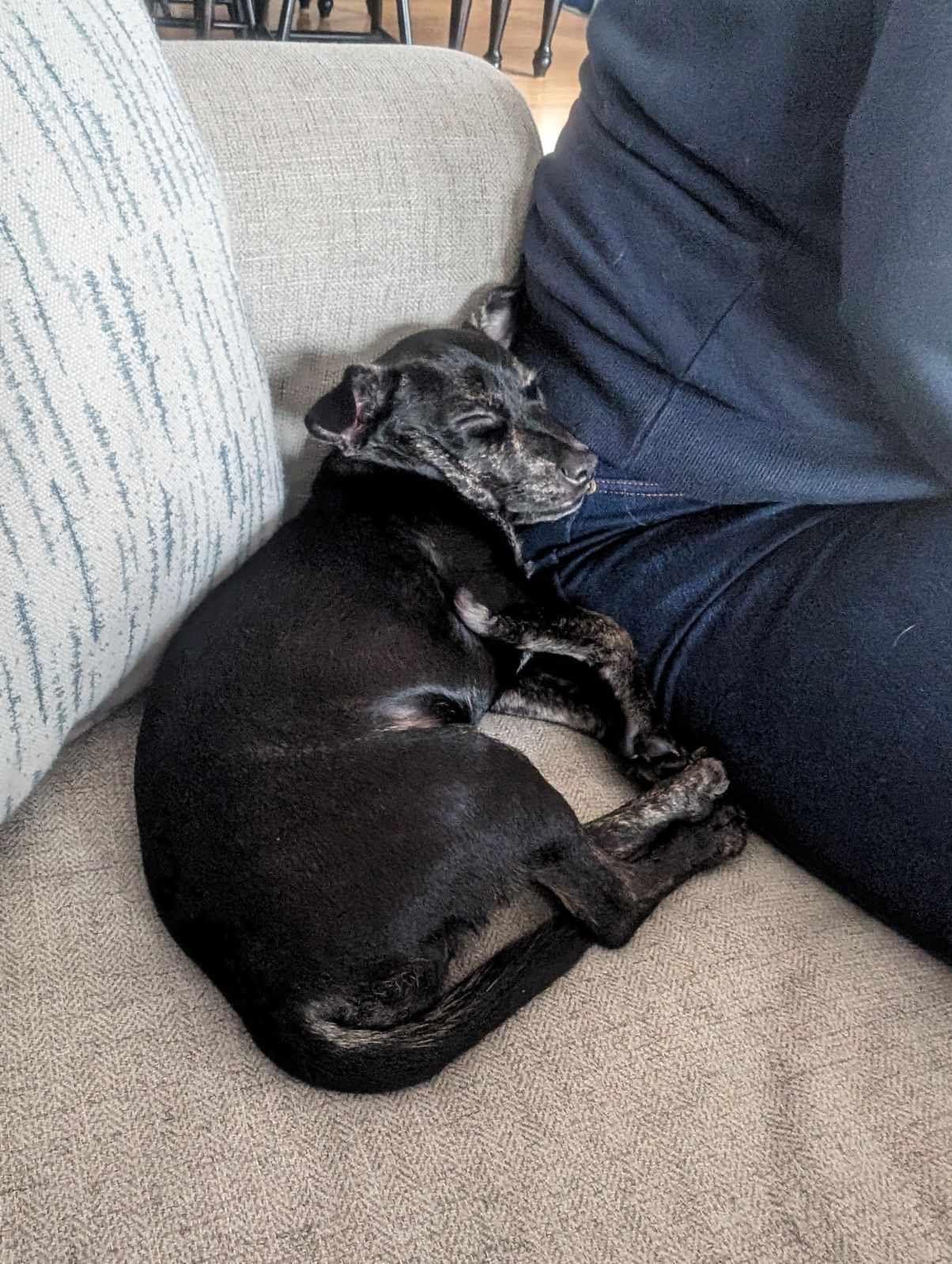 Priscilla, Adopted, Adult Female Chihuahua.