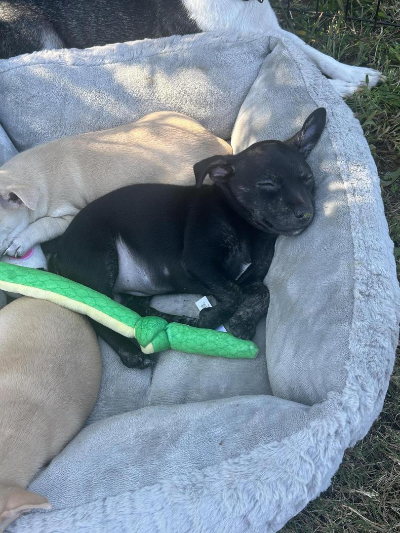 Enlarge Priscilla, a Adopted Chihuahua in Virginia Beach, VA image 2/6