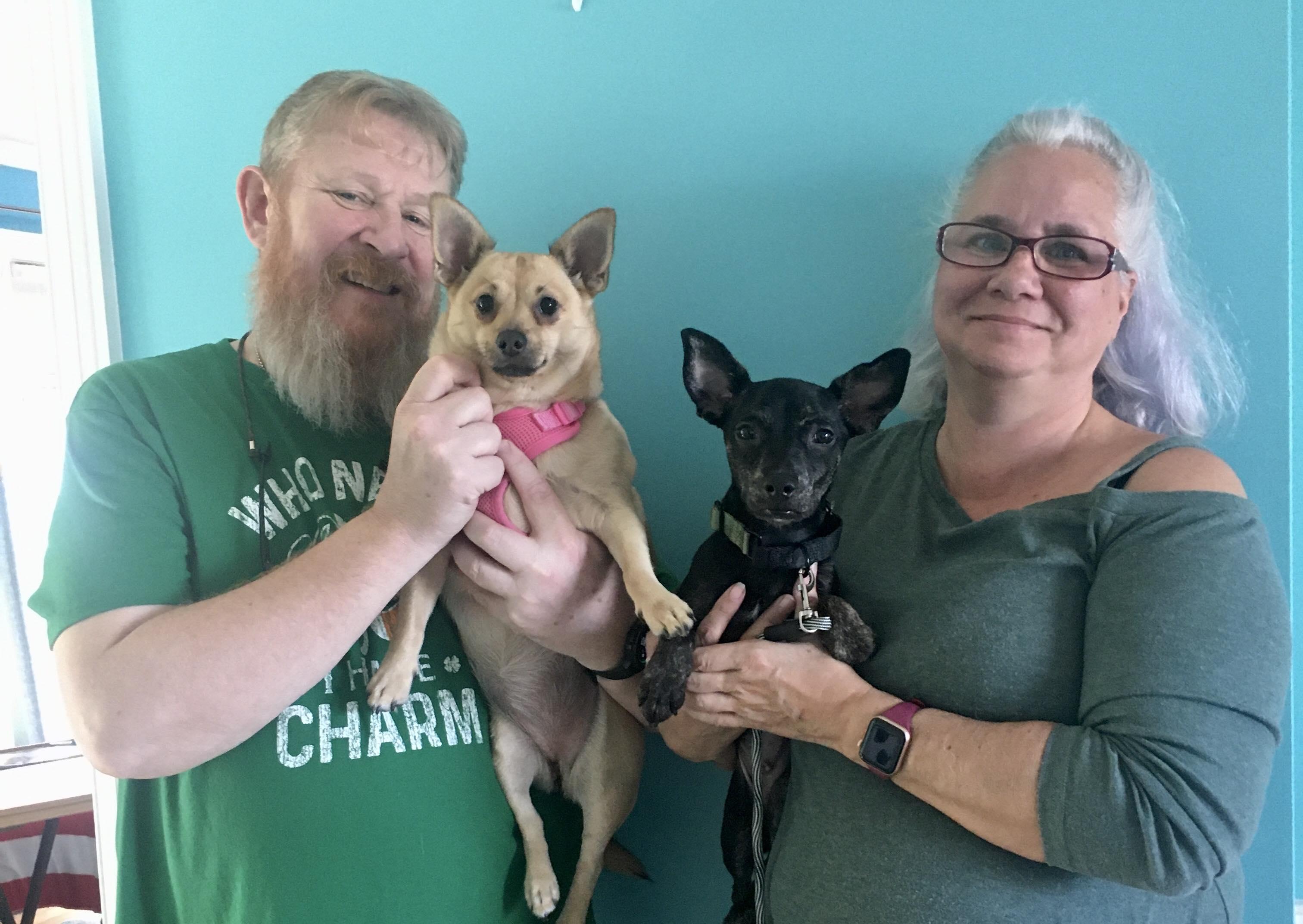 Enlarge Priscilla, a Adopted Chihuahua in Virginia Beach, VA image 3/6