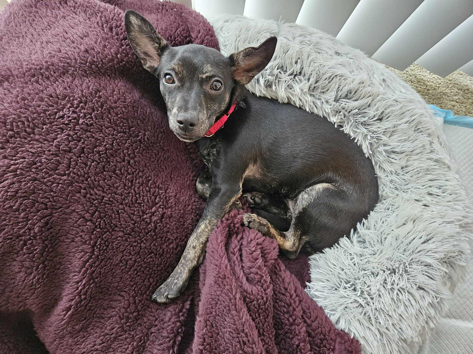 Enlarge Priscilla, a Adopted Chihuahua in Virginia Beach, VA image 4/6