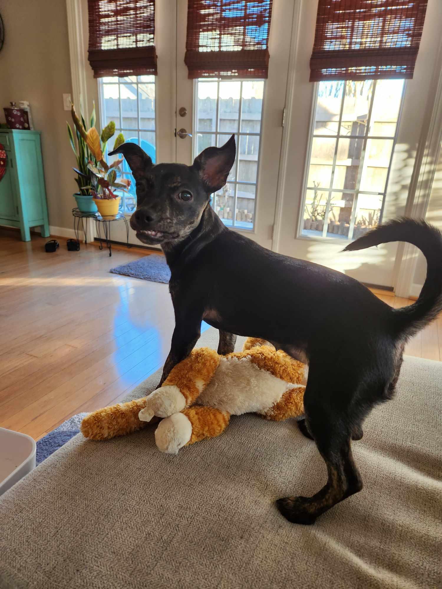 Enlarge Priscilla, a Adopted Chihuahua in Virginia Beach, VA image 5/6