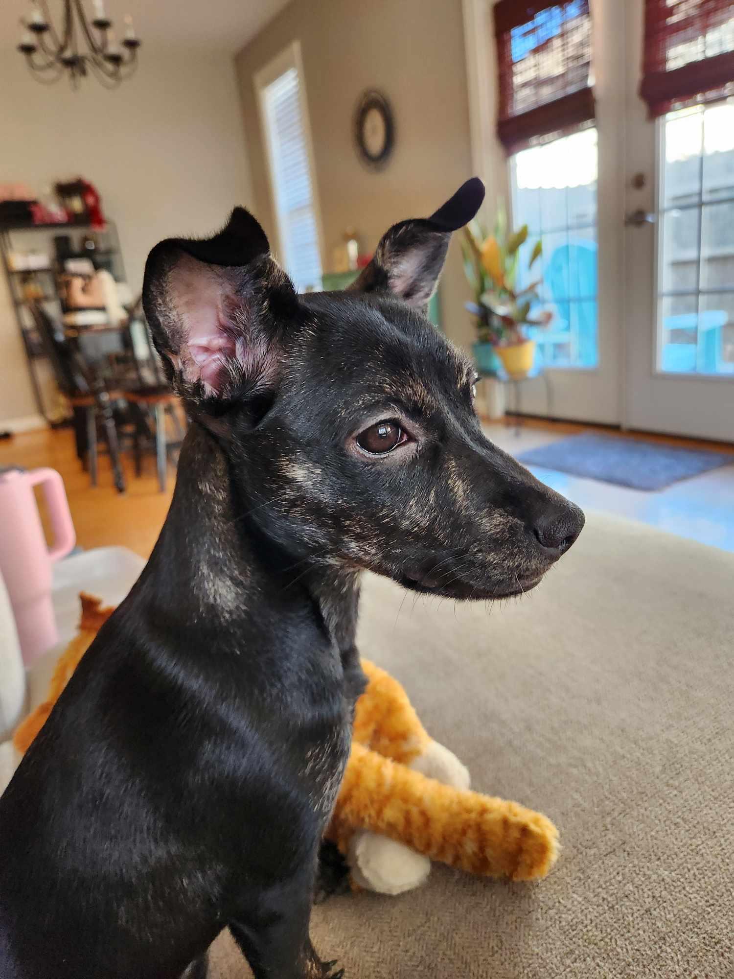 Enlarge Priscilla, a Adopted Chihuahua in Virginia Beach, VA image 6/6