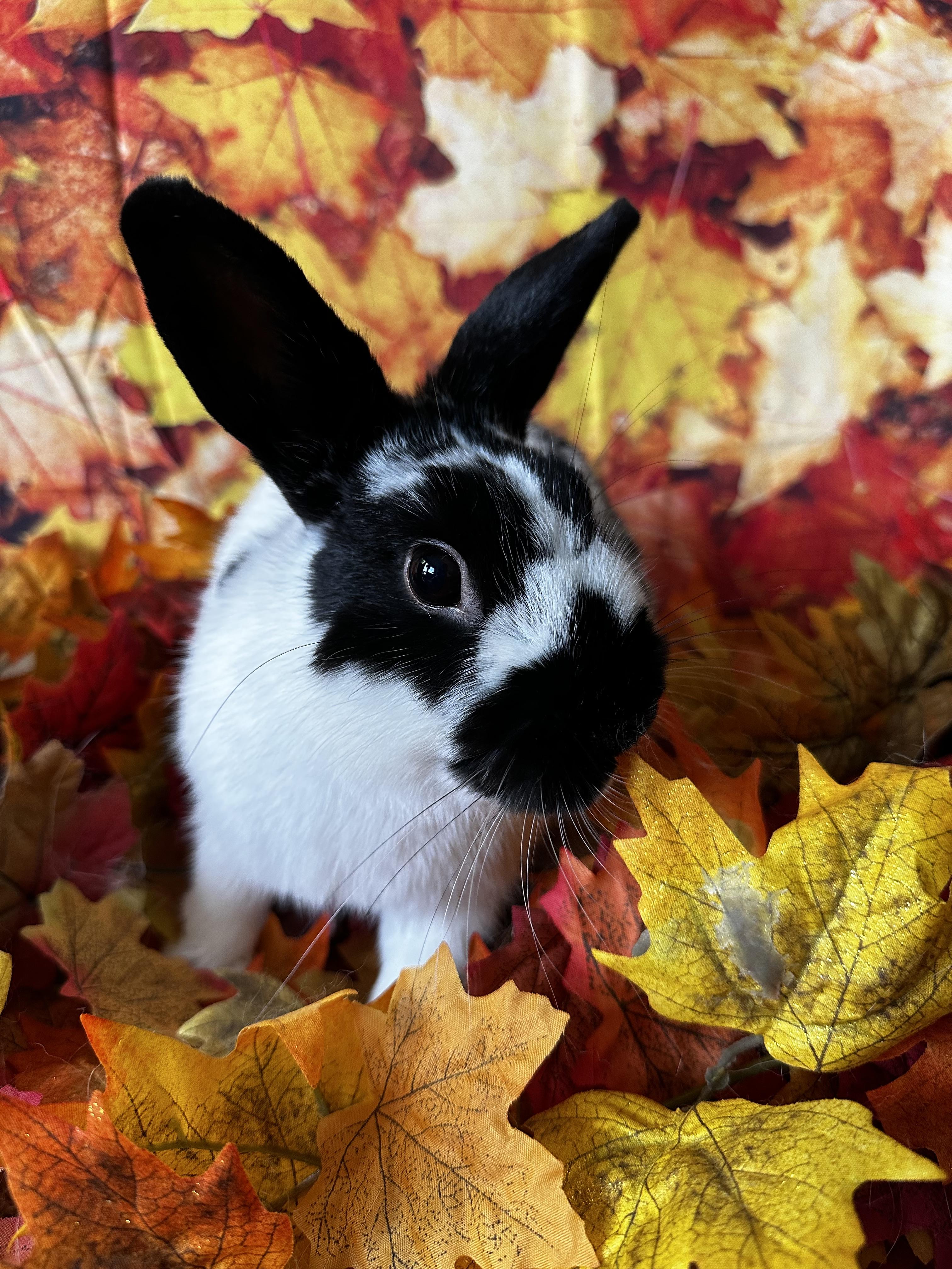 Enlarge Hugo, an adopted mixed breed in Northampton, MA image 1/1