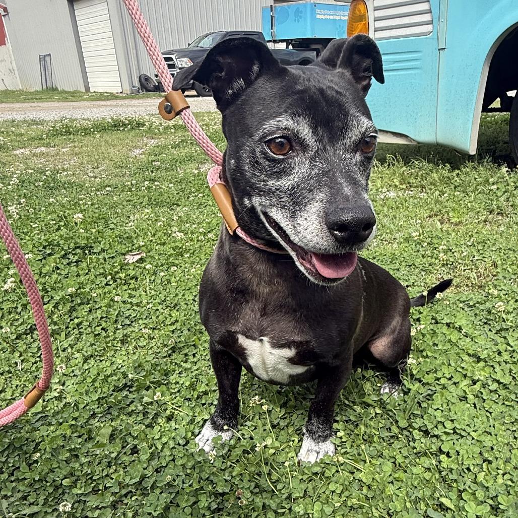 Enlarge Rocky, a Adoptable mixed breed in Tulsa, OK image 1/2