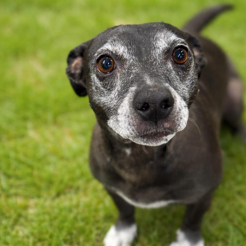 Enlarge Rocky, a Adoptable mixed breed in Tulsa, OK image 2/2