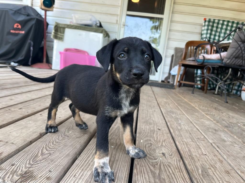 Banjo- located in Rutherfordton, NC