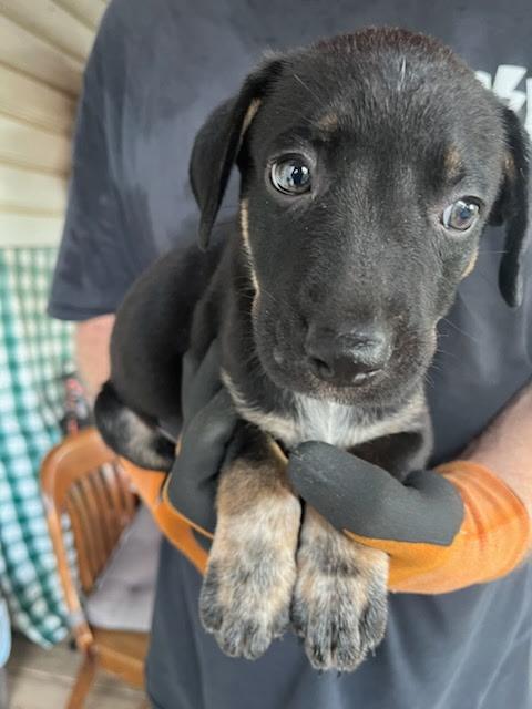 Banjo- located in Rutherfordton, NC