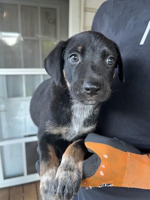 Banjo- located in Rutherfordton, NC