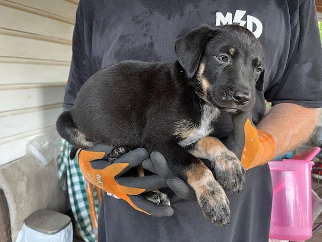Banjo- located in Rutherfordton, NC