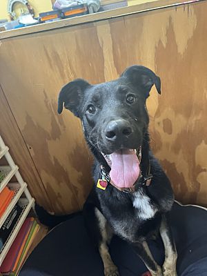 Dozer, Young Male German Shepherd Dog