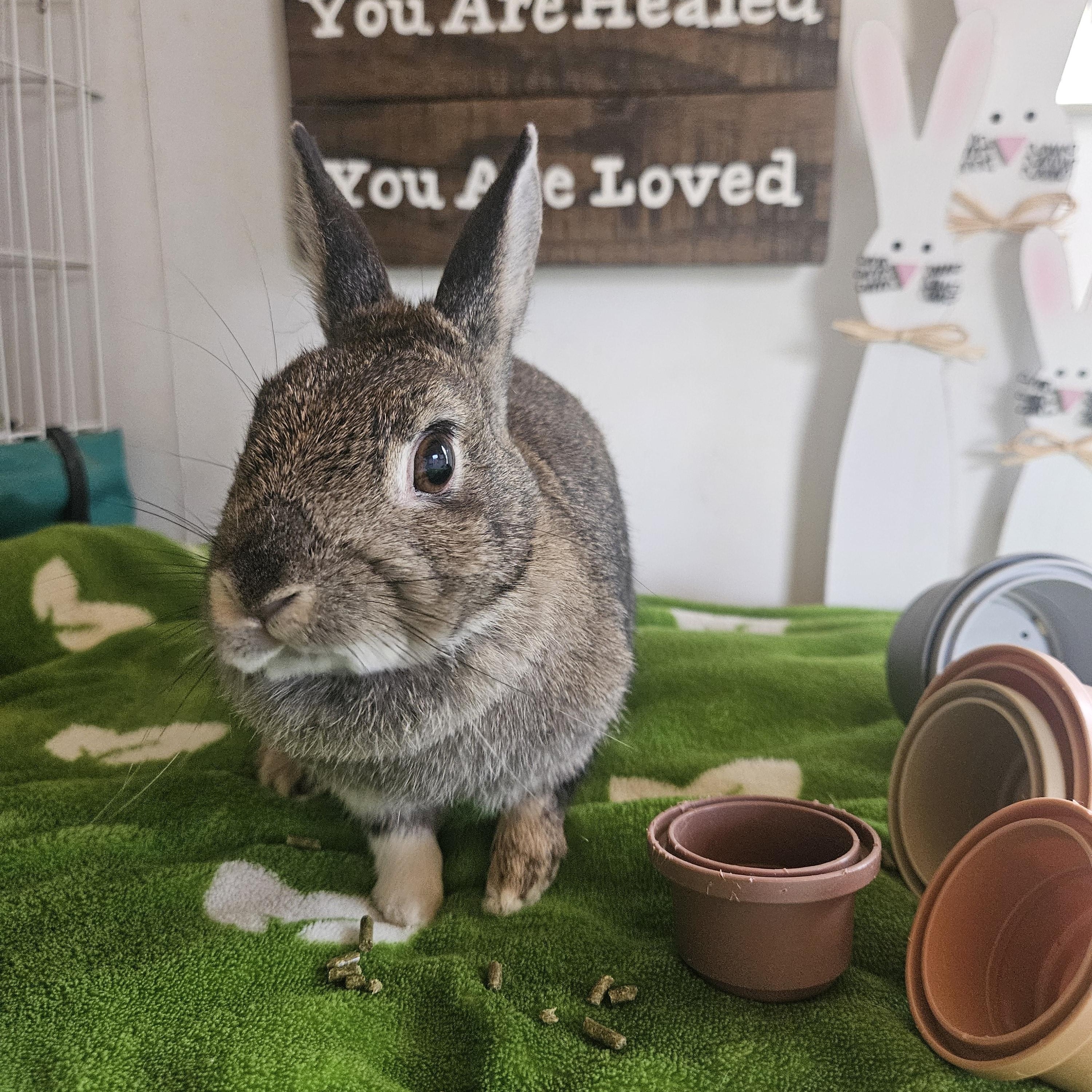 Enlarge Coffee Bean, an adoptable Dwarf in Sauk Village, IL image 1/3