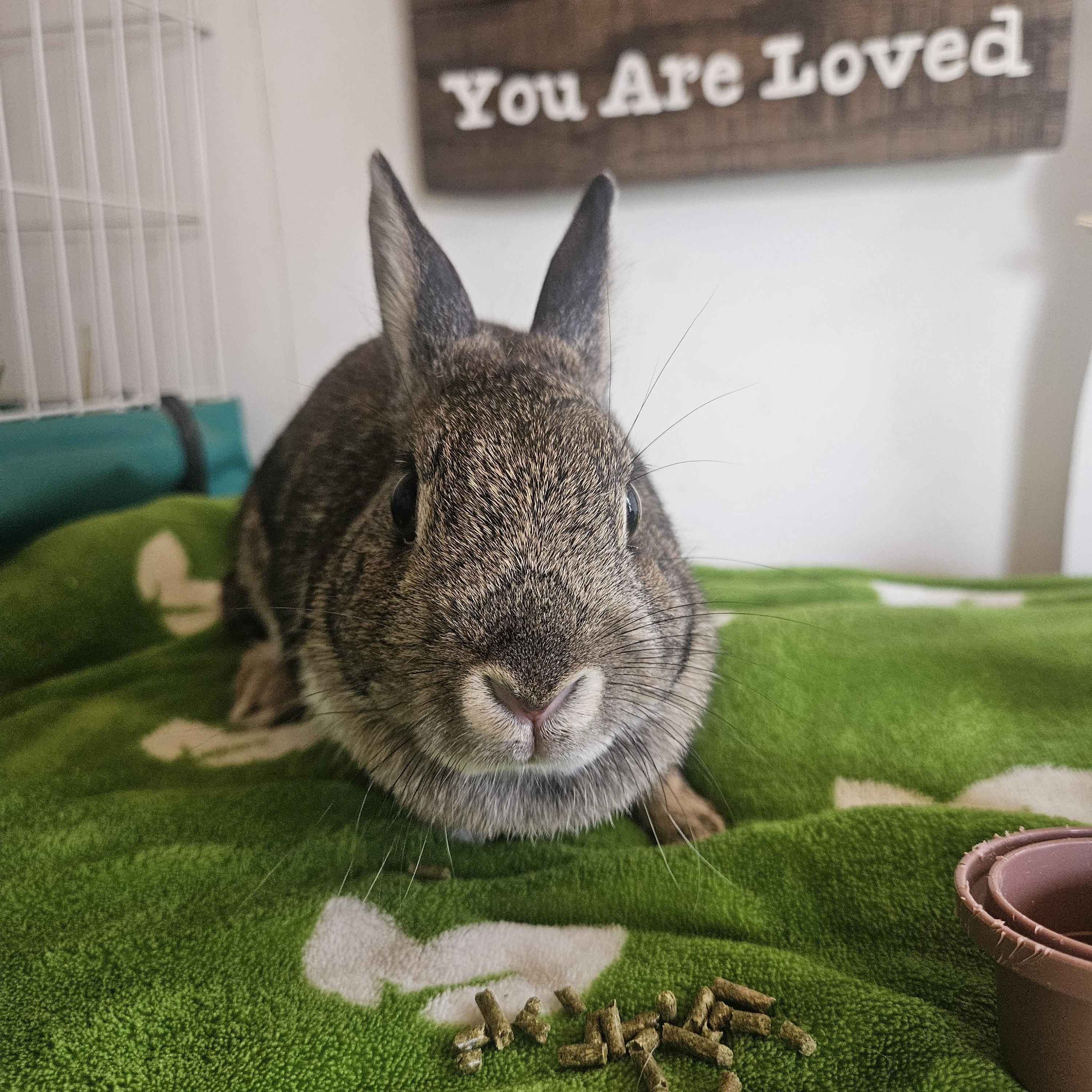 Enlarge Coffee Bean, an adoptable Dwarf in Sauk Village, IL image 2/3