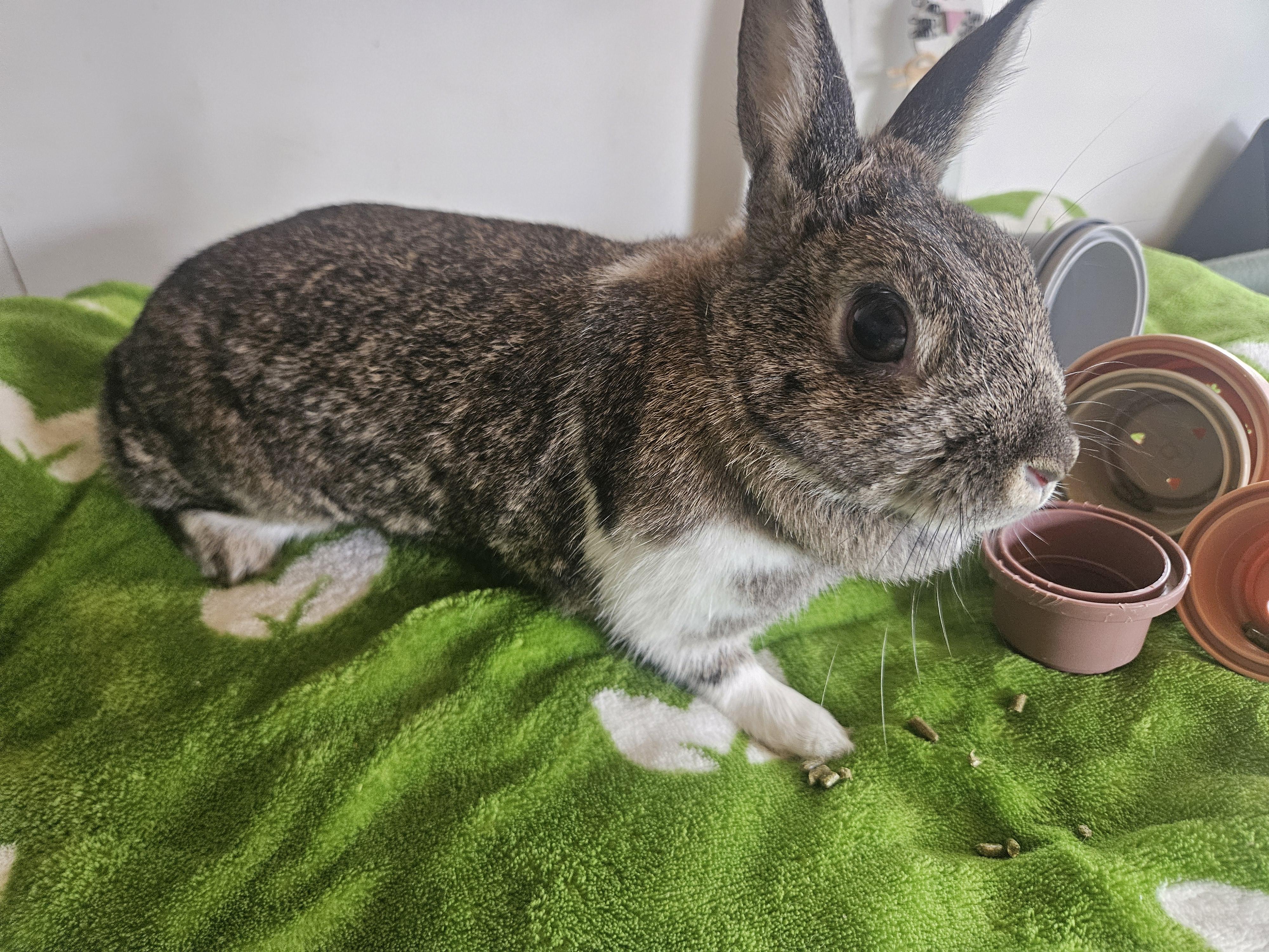 Enlarge Coffee Bean, an adoptable Dwarf in Sauk Village, IL image 3/3