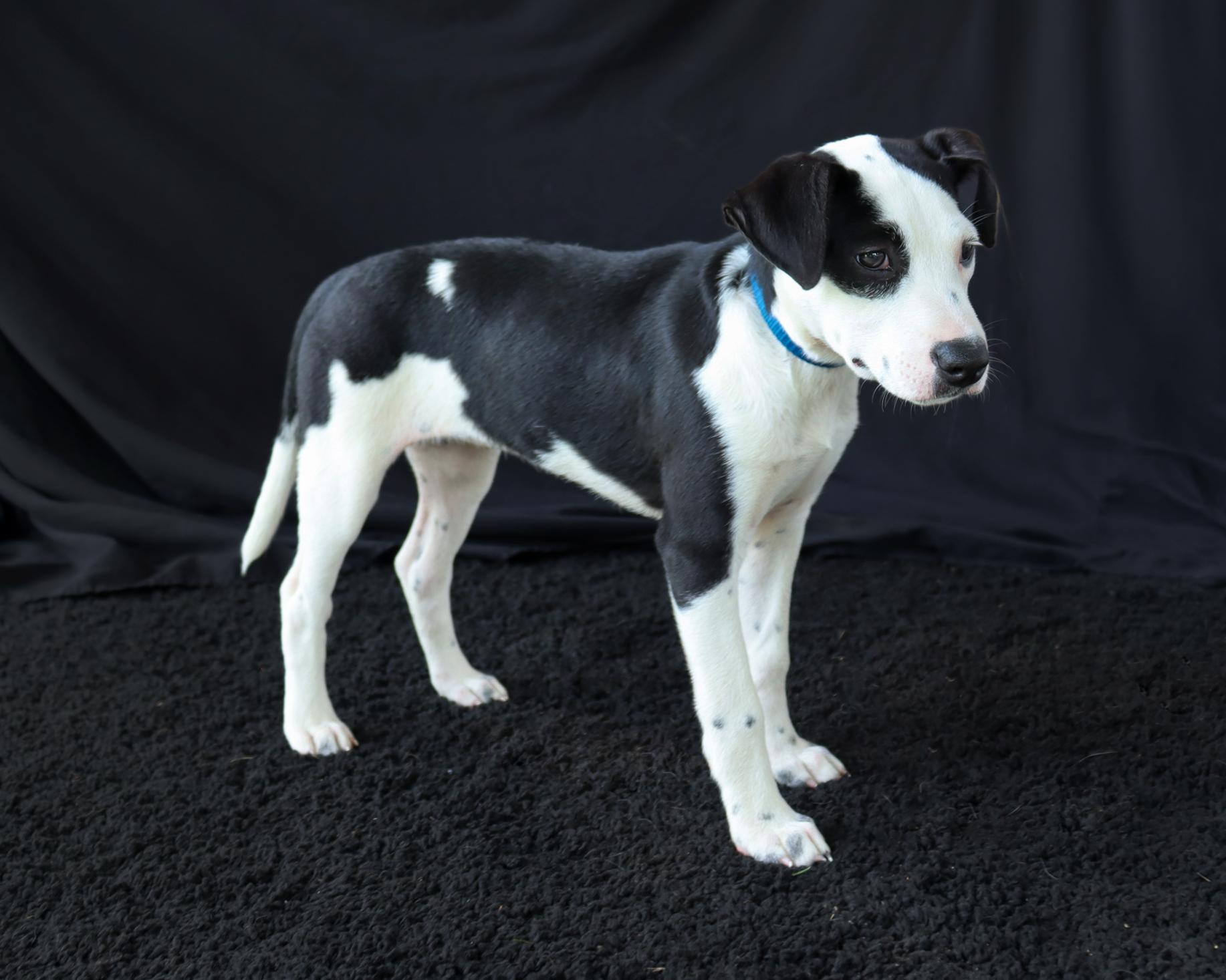 Enlarge Heather, an adopted mixed breed in Ocean Springs, MS image 3/4