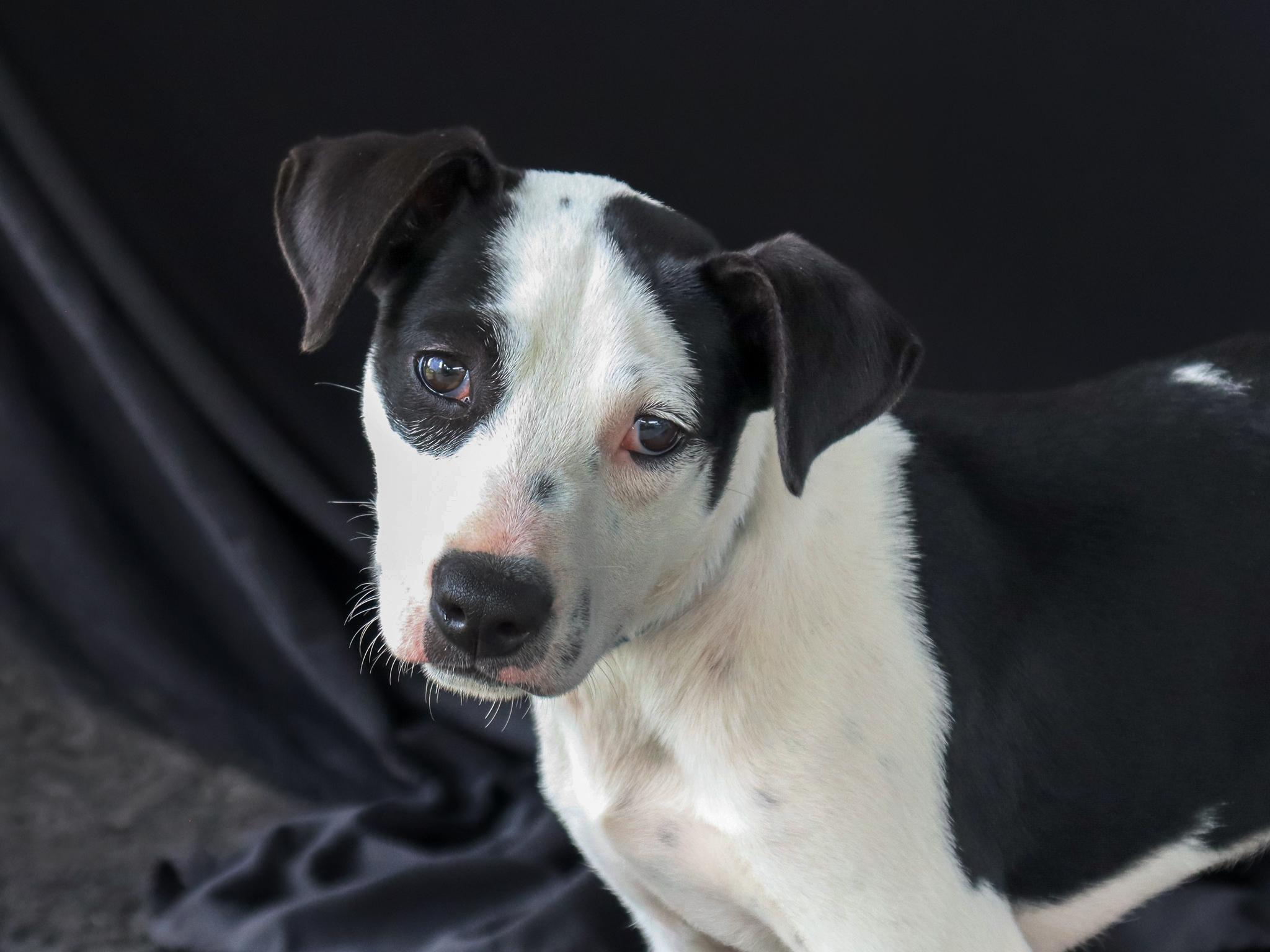 Enlarge Heather, an adopted mixed breed in Ocean Springs, MS image 2/4