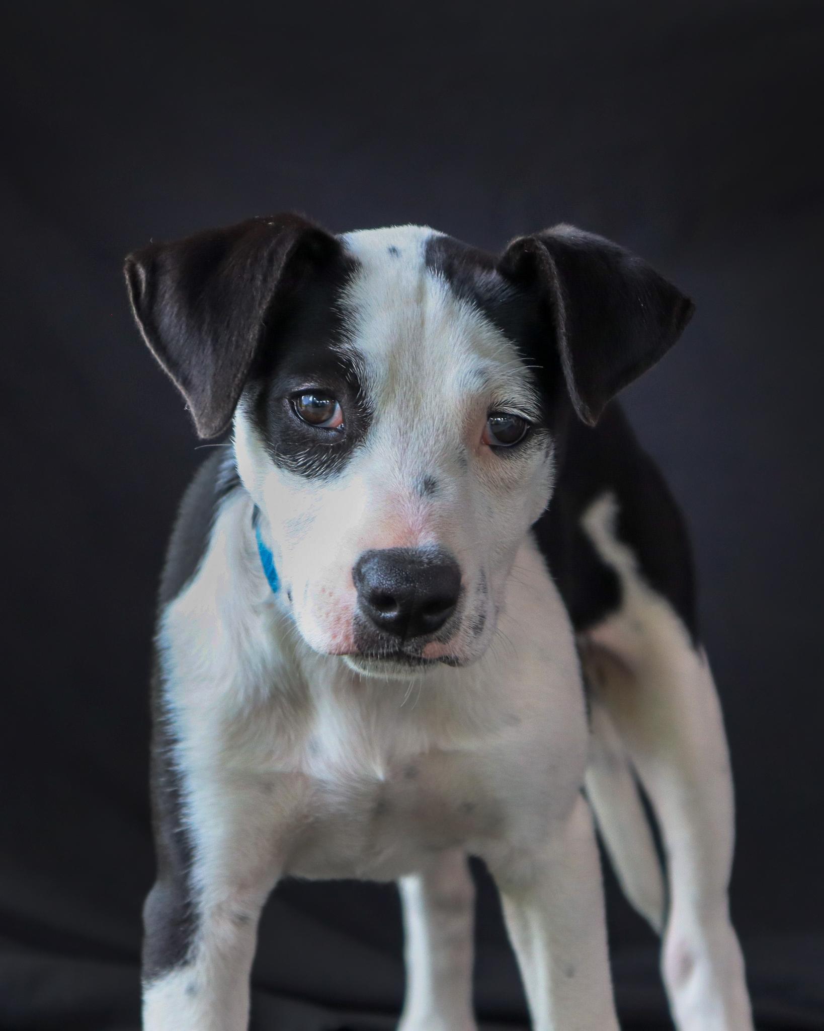Heather, adopted, Puppy Female Terrier.