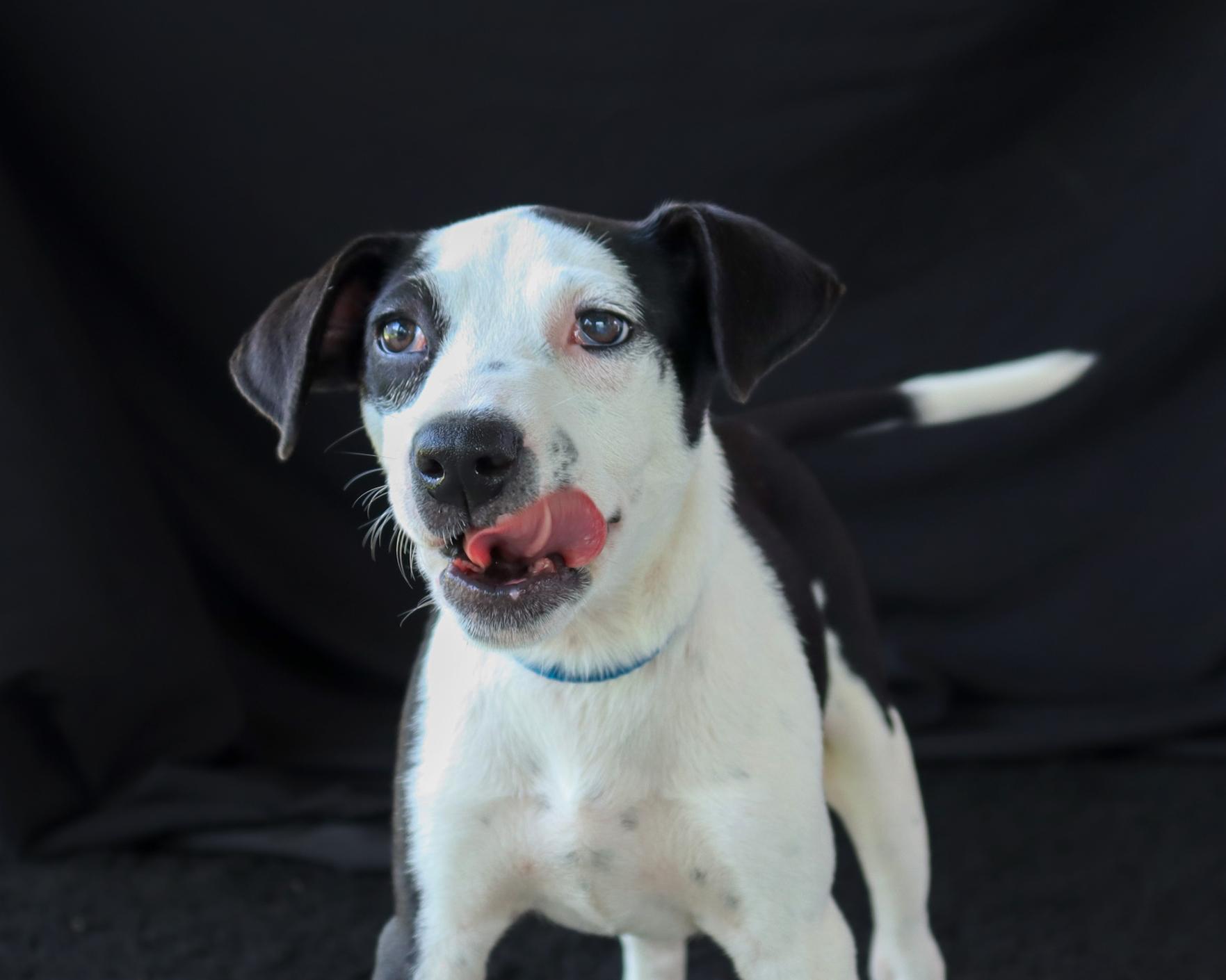 Enlarge Heather, an adopted mixed breed in Ocean Springs, MS image 4/4