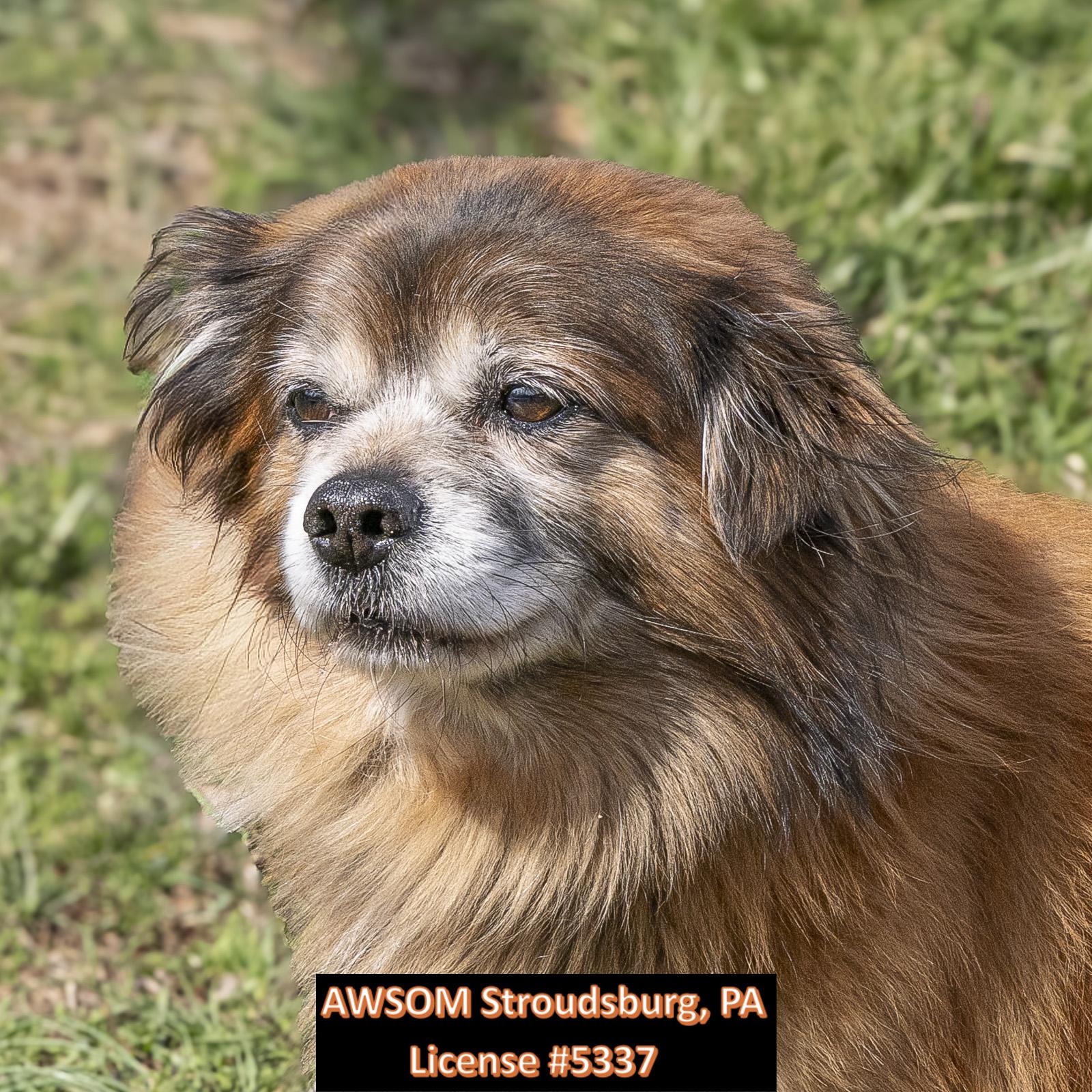 Enlarge Brownie, a ADOPTABLE mixed breed in Stroudsburg, PA image 2/2