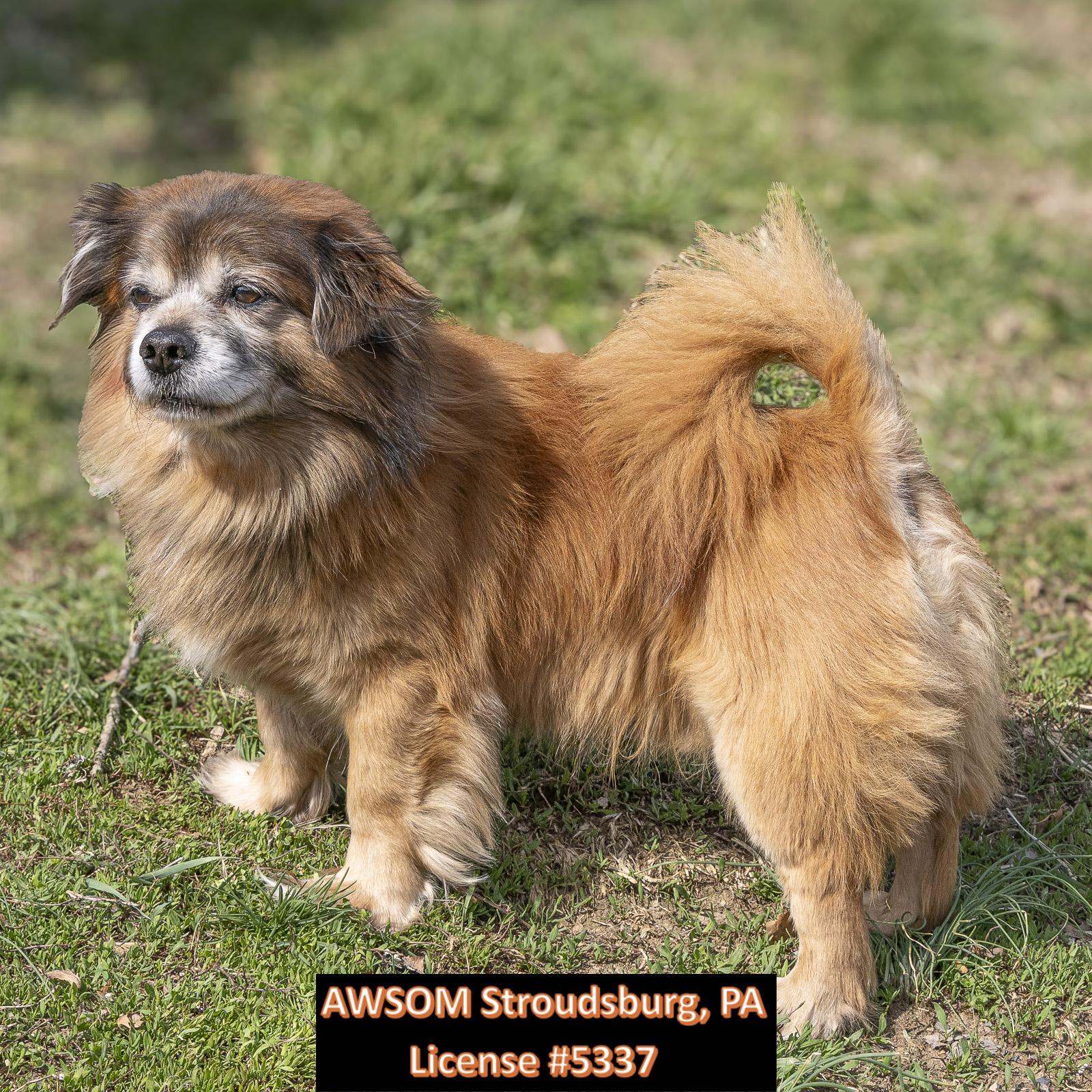 Enlarge Brownie, a ADOPTABLE mixed breed in Stroudsburg, PA image 1/2