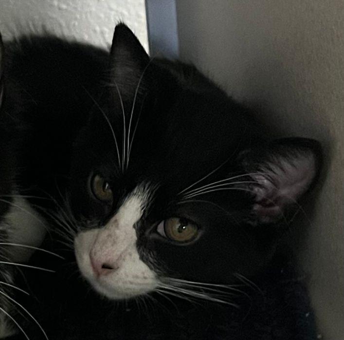 Juniper, Adoptable, Young Female Domestic Short Hair.