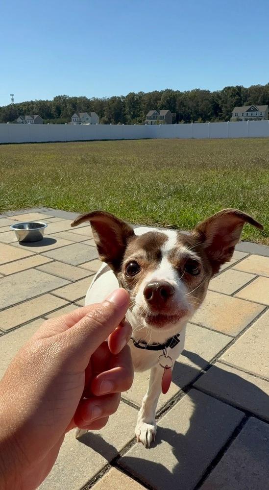 Currant, Adoptable, Senior Female Chihuahua & Terrier.