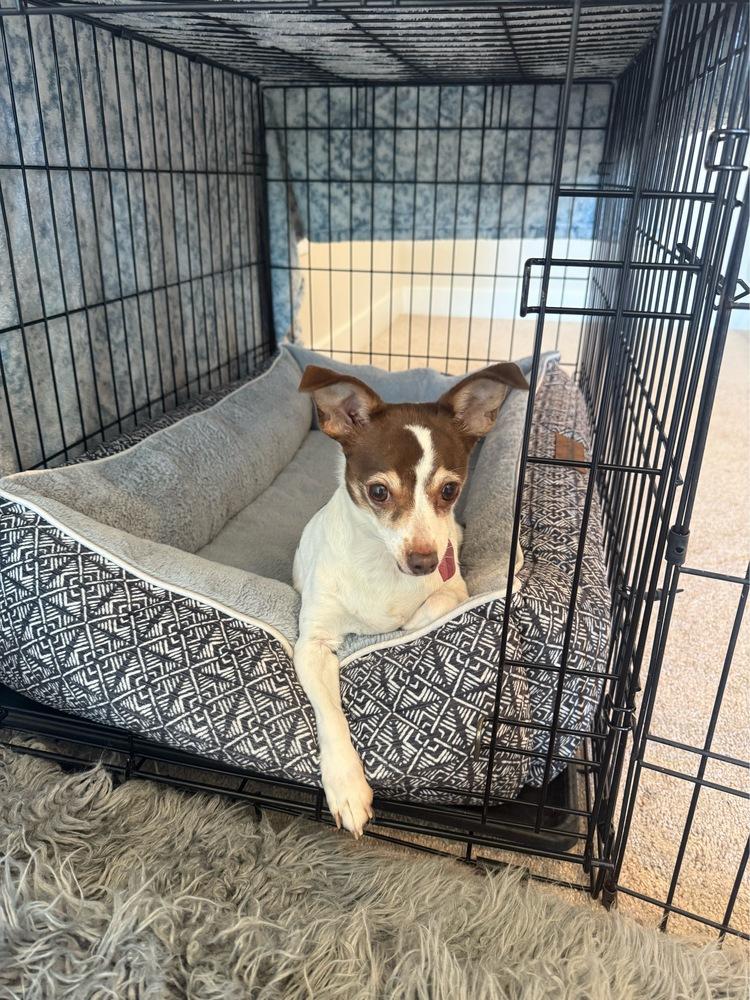 Currant, a Adoptable mixed breed in Manhattan, NY image 2/6