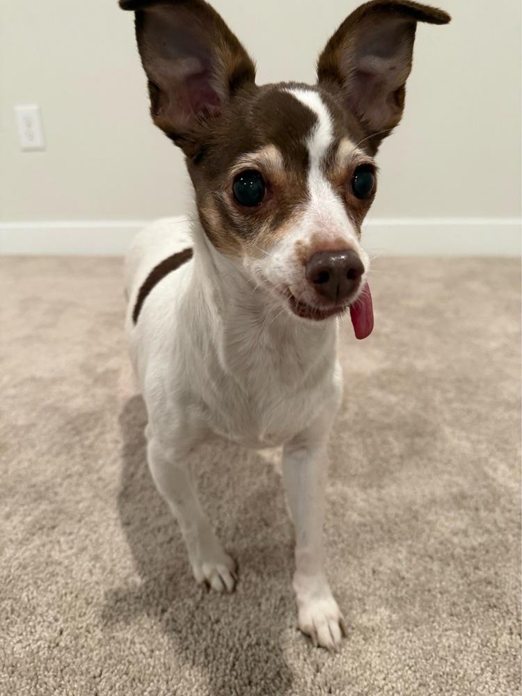 Currant, a Adoptable mixed breed in Manhattan, NY image 6/6