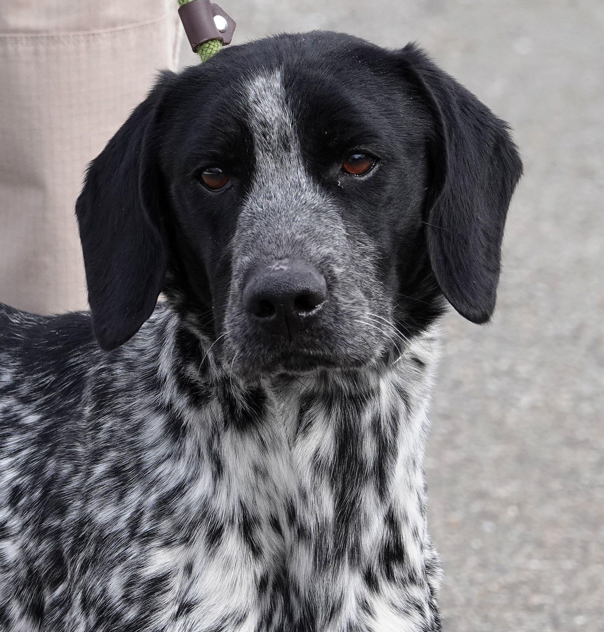 Enlarge Levi - CLAIMED BY OWNER, an adoption pending mixed breed in Millfield, OH image 1/4