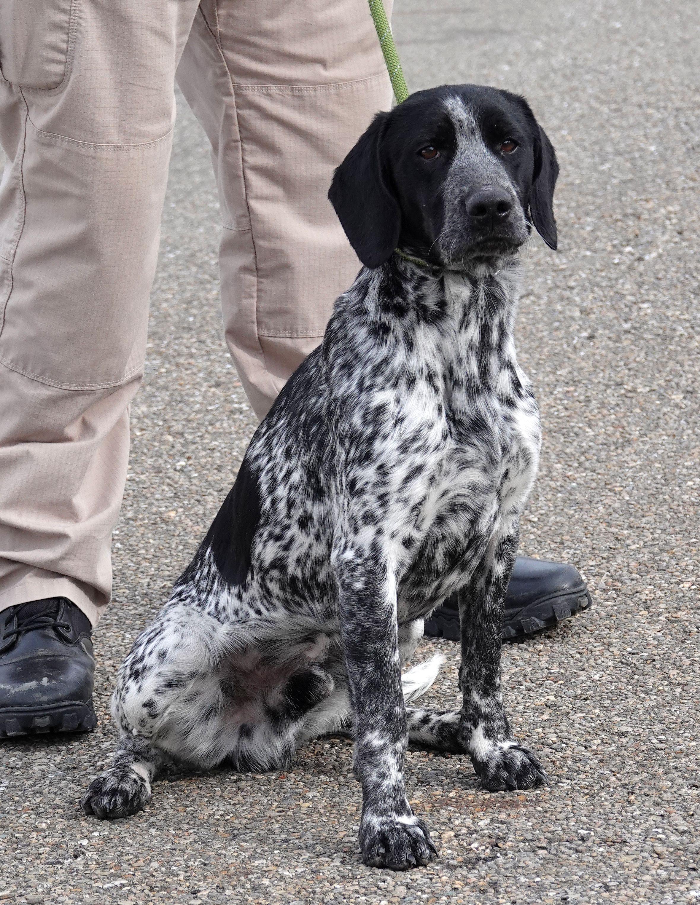 Enlarge Levi - CLAIMED BY OWNER, an adoption pending mixed breed in Millfield, OH image 3/4