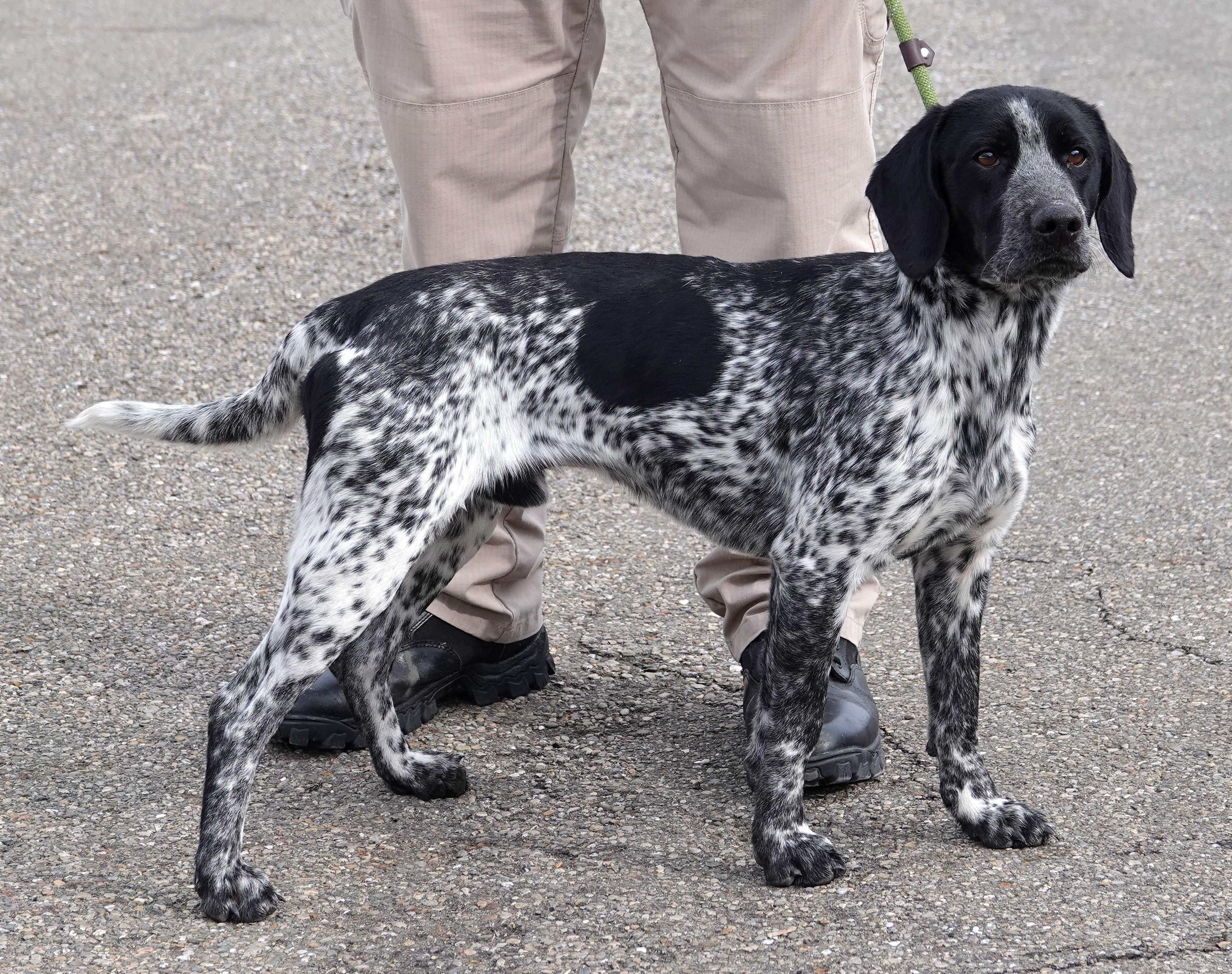 Enlarge Levi - CLAIMED BY OWNER, an adoption pending mixed breed in Millfield, OH image 2/4