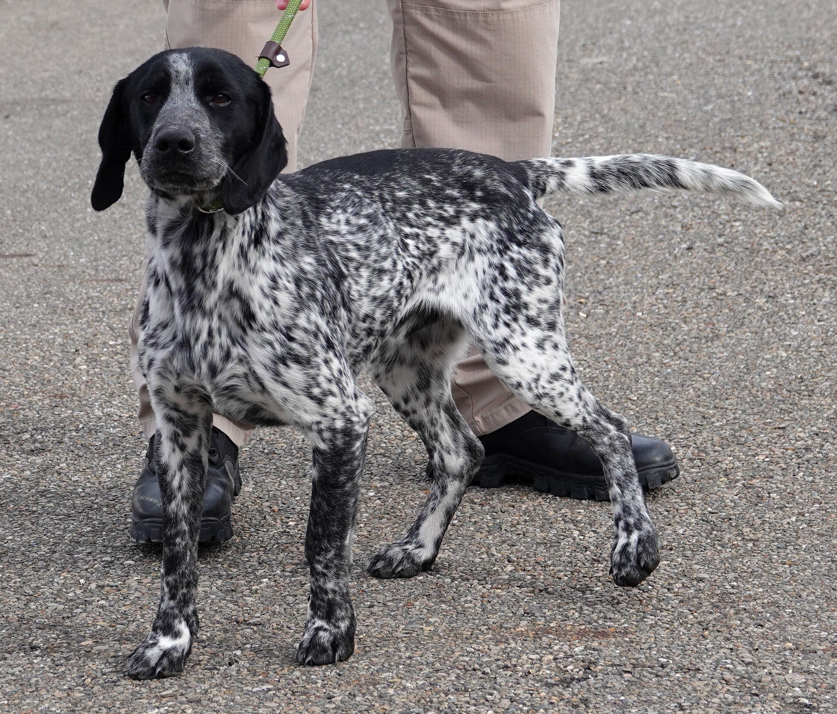 Enlarge Levi - CLAIMED BY OWNER, an adoption pending mixed breed in Millfield, OH image 4/4