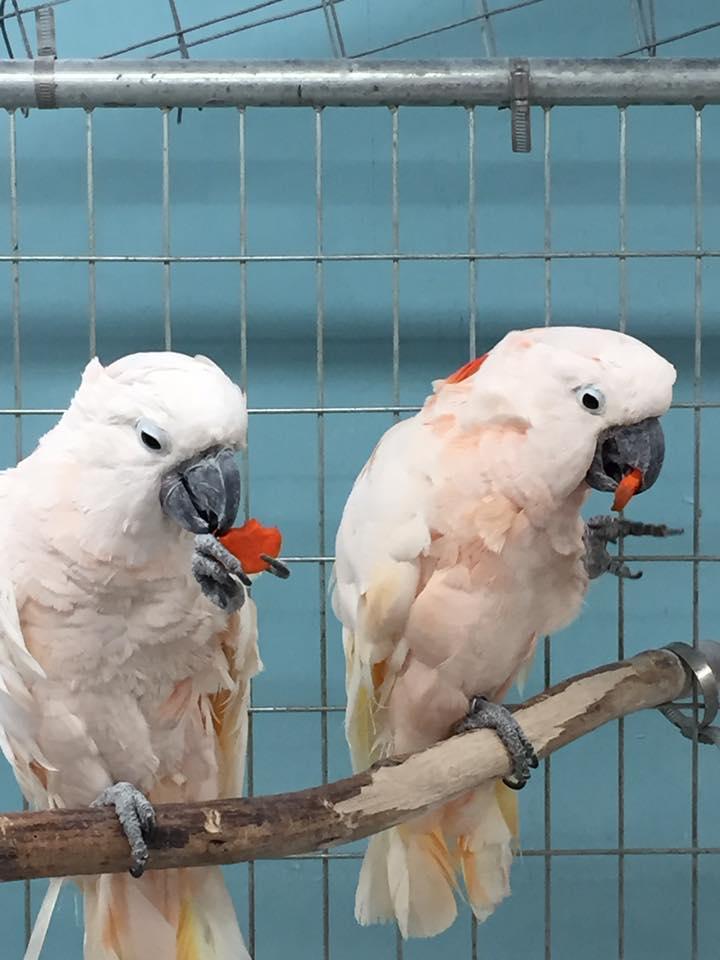 Cleo & Garcia, Adoptable, Adult Male Cockatoo.