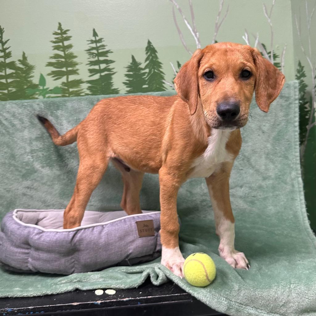 Top Hat, Adoptable, Puppy Male Doberman Pinscher.