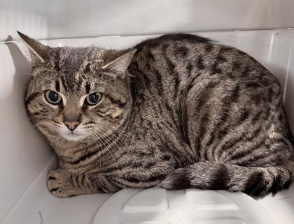 Enlarge Boomerang, a Adoptable mixed breed in Gwinn, MI image 1/1