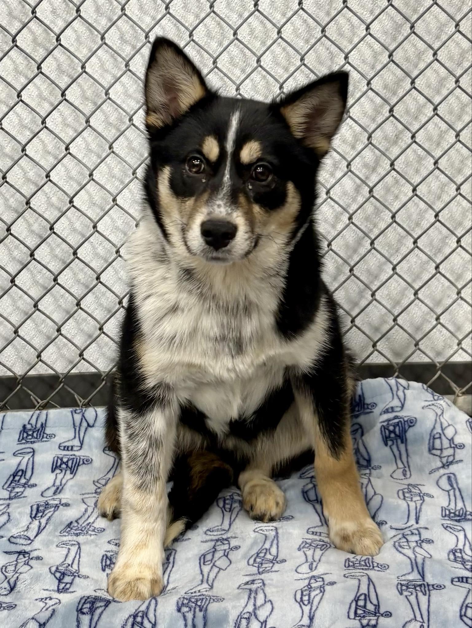 Kiara, ADOPTABLE, Puppy Female Cattle Dog.