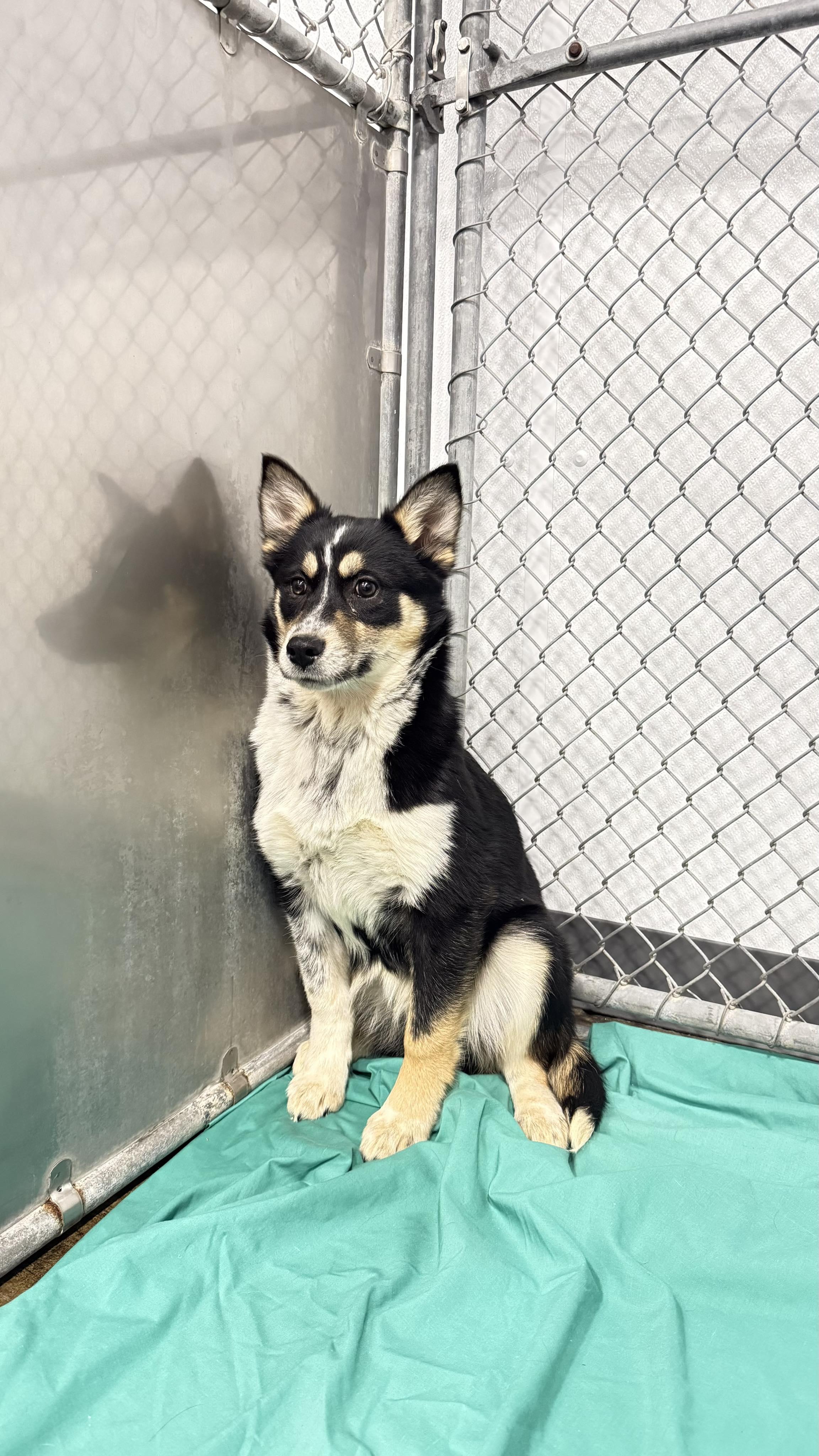 Enlarge Kiara, a ADOPTABLE mixed breed in Kalamazoo, MI image 1/1