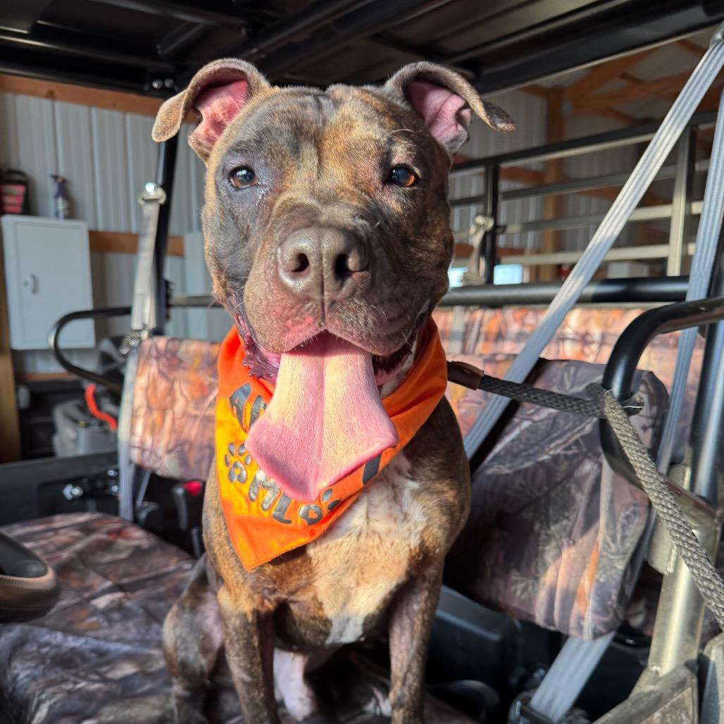 Enlarge Rex, a Adoptable mixed breed in Canton, IL image 1/6