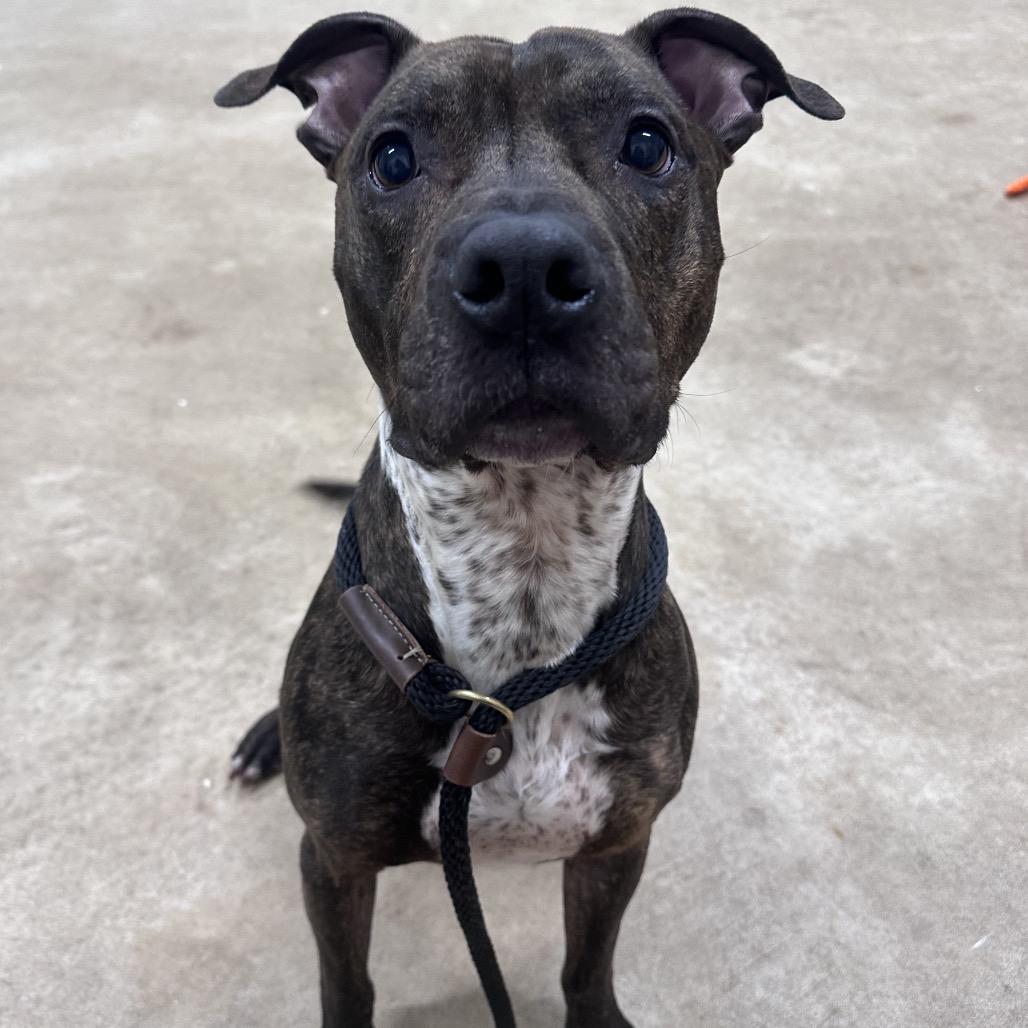 Rex, Adoptable, Adult Male Pit Bull Terrier & Labrador Retriever.