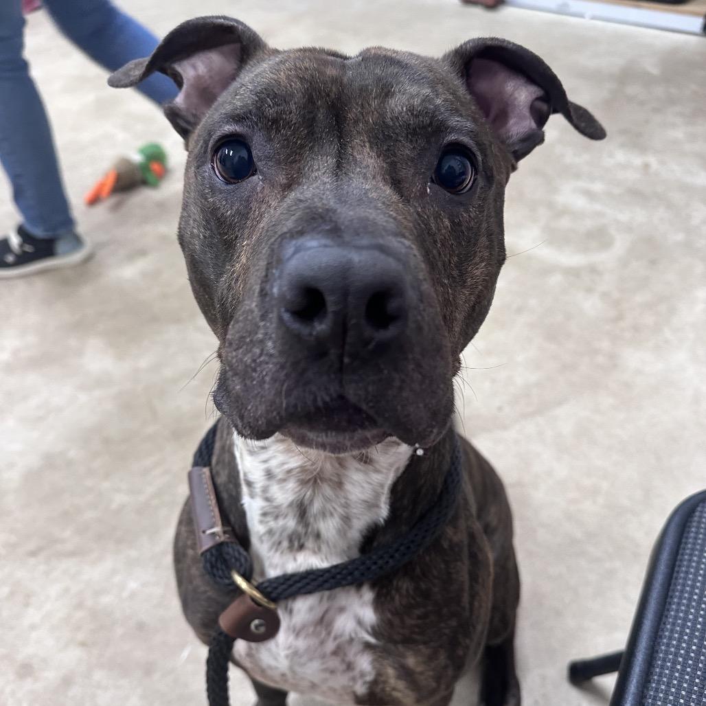 Enlarge Rex, a Adoptable mixed breed in Canton, IL image 3/6