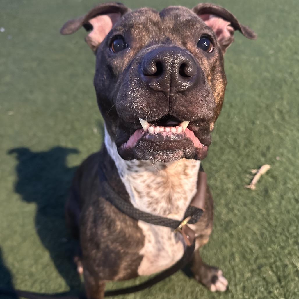 Enlarge Rex, a Adoptable mixed breed in Canton, IL image 4/6